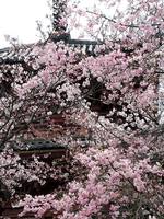京都桜2010大山崎