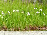 深泥池のカキツバタ