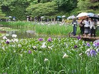 ハナショウブ