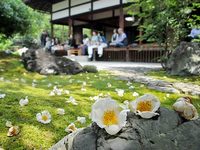 東林院「沙羅の花を愛でる会」