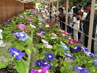 府立植物園朝顔展