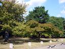 京都御苑20091015
