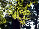 京都御苑20091015