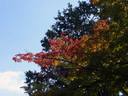 京都紅葉情報霊山観音20091019
