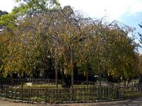 京都紅葉情報円山公園20091019