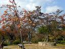 京都紅葉情報円山公園20091019