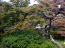 京都紅葉情報円山公園20091019