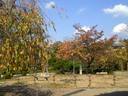 京都紅葉情報円山公園20091019