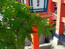 京都紅葉情報八坂神社20091019
