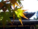 京都紅葉南禅寺20091022