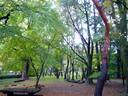 京都紅葉京都御苑20091111