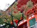 京都紅葉清水寺20091111