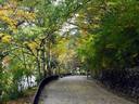 京都紅葉宝ヶ池20091112
