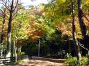 京都紅葉宝ヶ池20091112