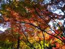 京都紅葉宝ヶ池20091112