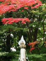 京都紅葉山崎聖天20091113