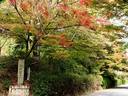 京都紅葉山崎聖天20091113