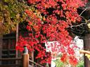 京都紅葉山崎聖天20091113