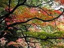 京都紅葉山崎聖天20091113