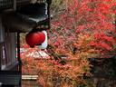 京都紅葉貴船神社20091116