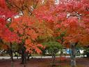 京都紅葉天龍寺20091116