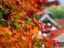 京都紅葉天龍寺20091116