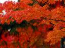 京都紅葉天龍寺20091116