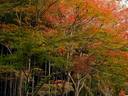 京都紅葉天龍寺20091116