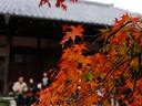 京都紅葉常寂光寺20091116