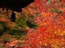 京都紅葉常寂光寺20091116