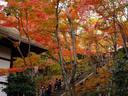 京都紅葉常寂光寺20091116