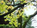 京都紅葉貴船神社20091118