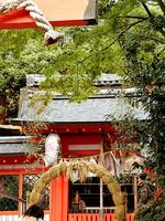 京都紅葉宇治神社20091118