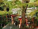京都紅葉宇治神社20091118