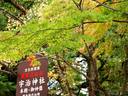 京都紅葉宇治神社20091118