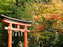 京都紅葉宇治神社20091118