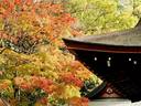 京都紅葉宇治神社20091118