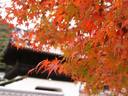 京都紅葉興聖寺20091118