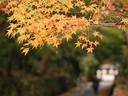 京都紅葉興聖寺20091118