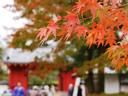 京都紅葉平等院20091118