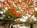 京都紅葉平等院20091118