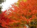 京都紅葉平等院20091118