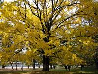 京都紅葉京都御苑20091123