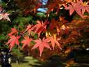 京都紅葉京都御苑20091123