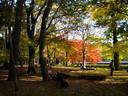 京都紅葉京都御苑20091123