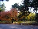 京都紅葉京都御苑20091123