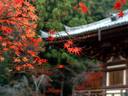 京都紅葉神護寺20091124
