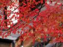 京都紅葉神護寺20091124