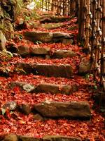 京都紅葉高山寺20091124
