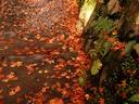 京都紅葉高山寺20091124
